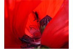 39_Lintz_Gudrun_Rhoea_2